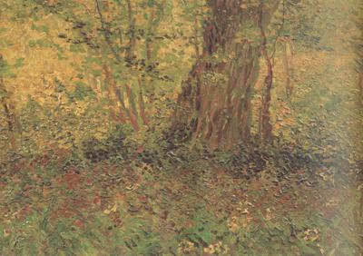 Vincent Van Gogh Undergrowth (nn04) oil painting image